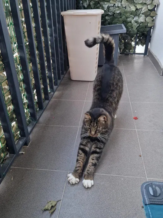  Închiriez apartament 2 camere Teilor