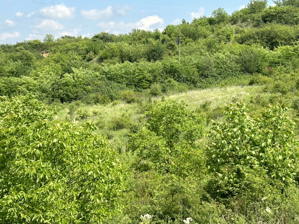 Oportunitate de investiție , teren în Borhanci Intravilan 