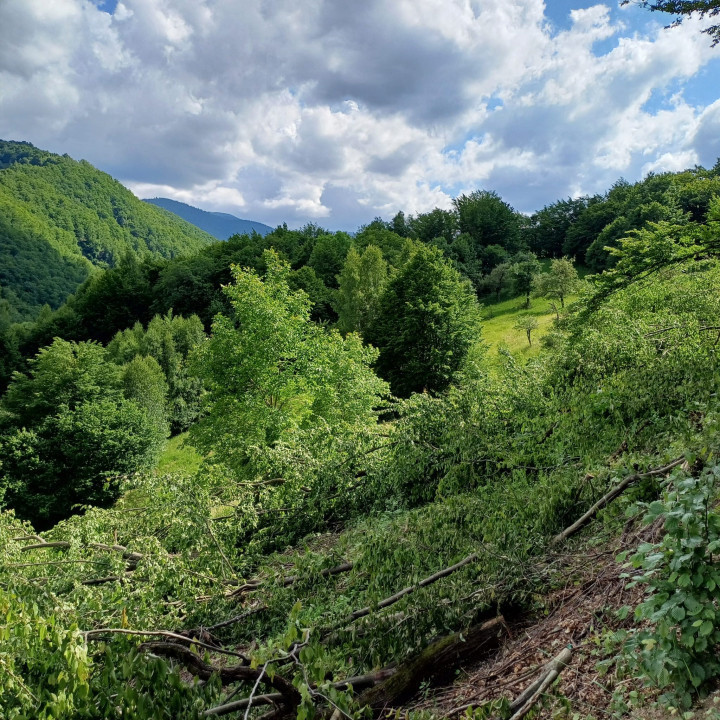 Oportunitate investitie, teren intravilan vanzare, 39171 mp, parcelabil, Poieni